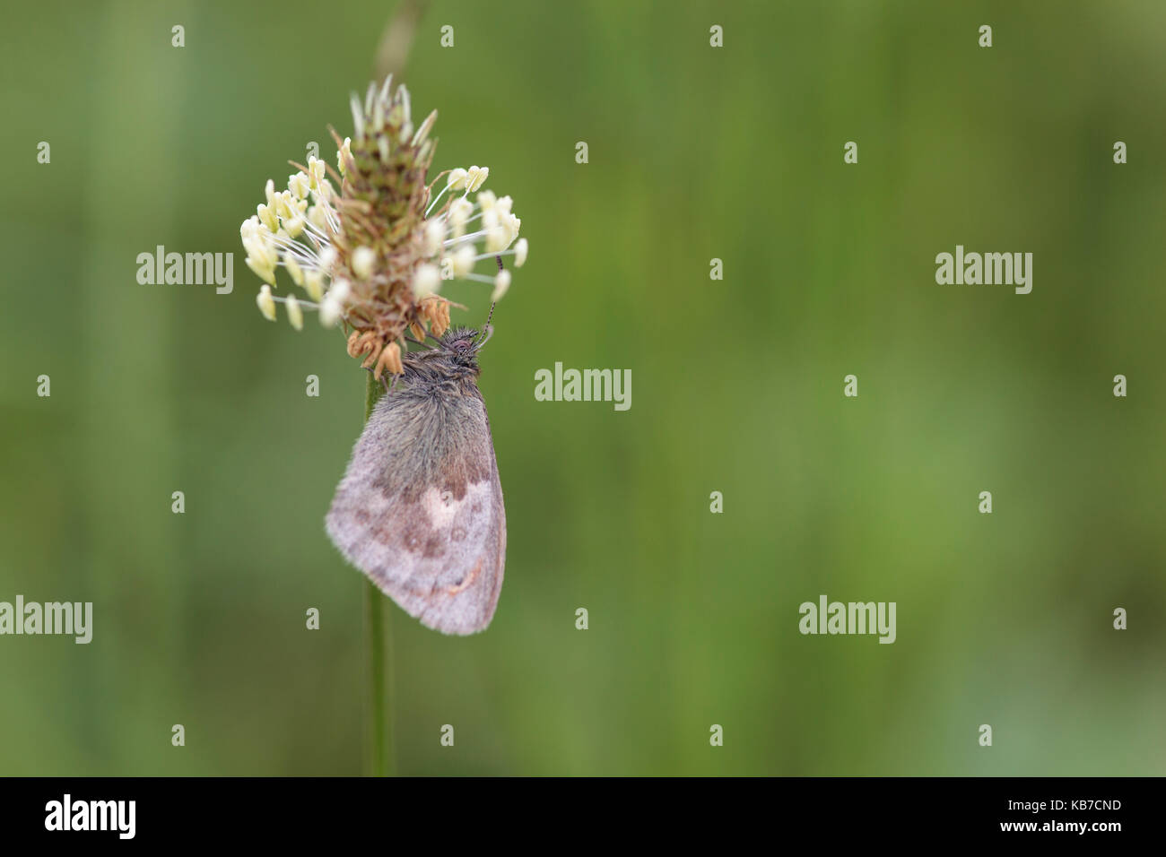 One Small Heath (Coenonympha pamphilus) perched on flower of a Narrowleaf Plantain (Plantago lanceolata), the Netherlands, gelderland, Fikkersdries Stock Photo