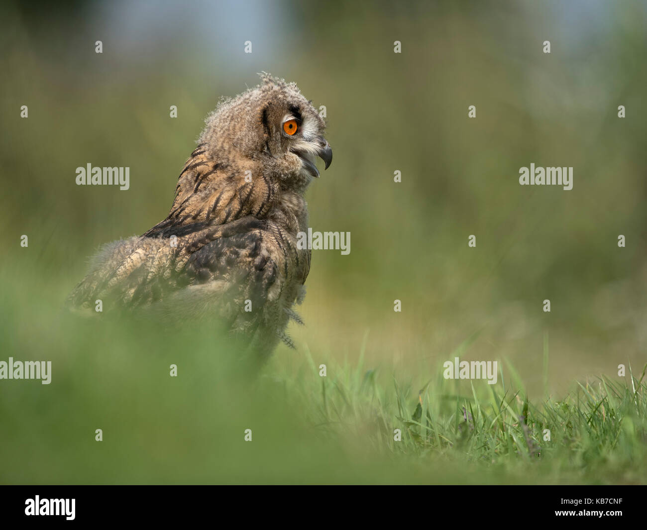 Eurasian Eagle Owl (Bubo bubo) in farmersland, The Netherlands Stock Photo