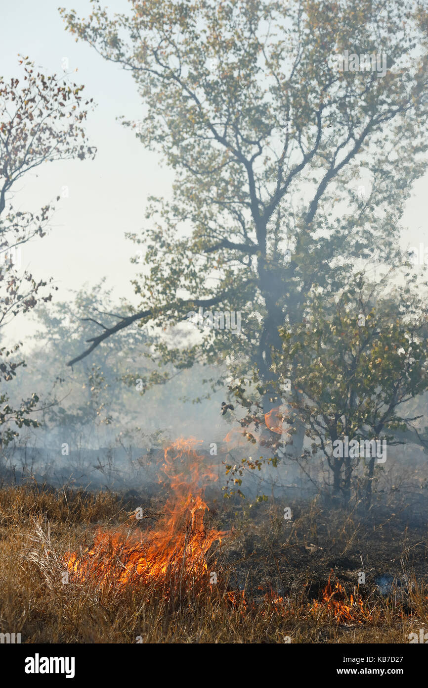 Fires are sometimes ignited by rangers to reduce the amount of fuel and to create patches of burnt and unburnt areas to prevent hot, high intensity uncontrolled fires from becoming unmanageable later in the season, South Africa, Limpopo, Kruger National Park Stock Photo