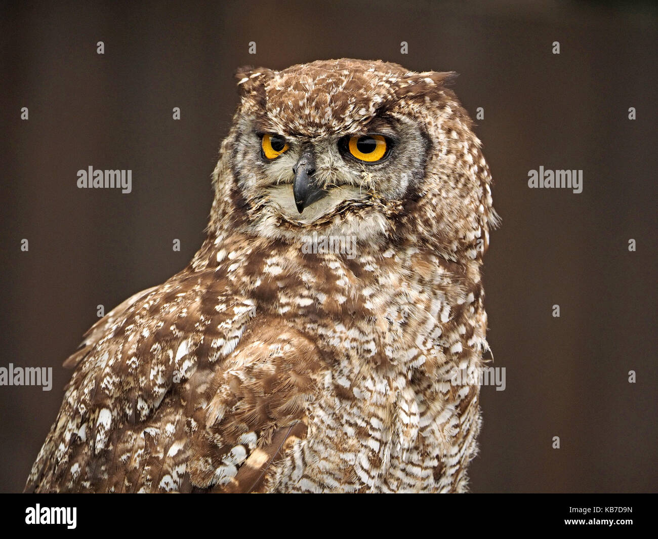 Captive African Spotted Eagle Owl (Bubo africanus) at a falconry centre in England Stock Photo