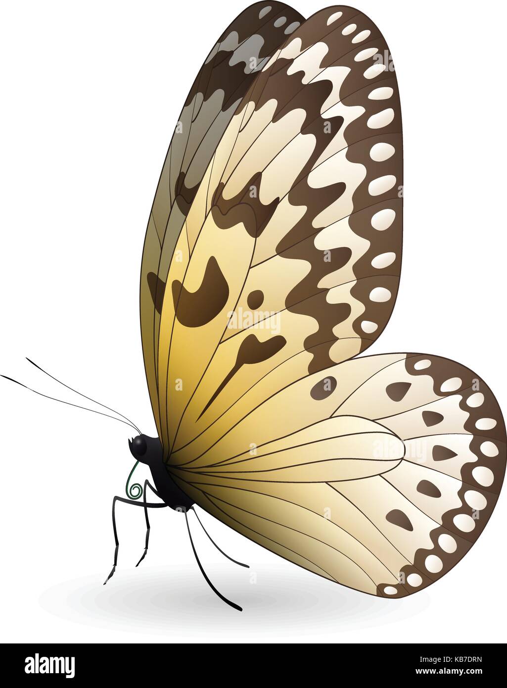 Beautiful butterfly isolated on a white background Stock Vector Image ...
