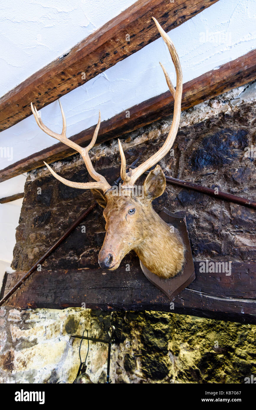 Stuffed stag's head above the fireplace in Dobbin's Inn, Carrickfergus, one of the oldest buildings in Northern Ireland. Stock Photo