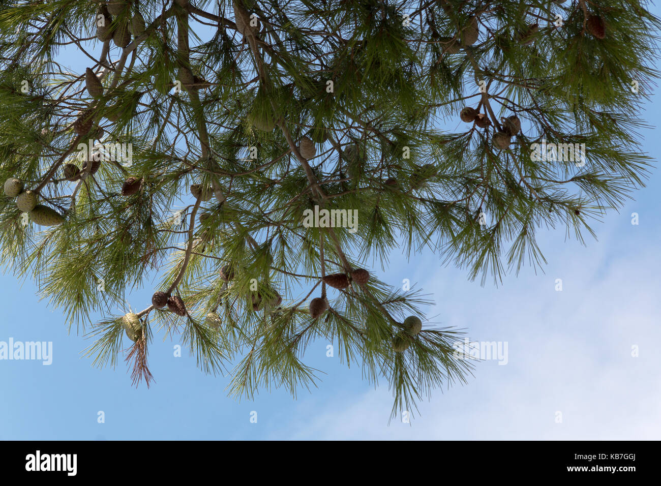 Pine cones on a pine tree, pinus in the garden. Pine branches on the blue sky background. Stock Photo