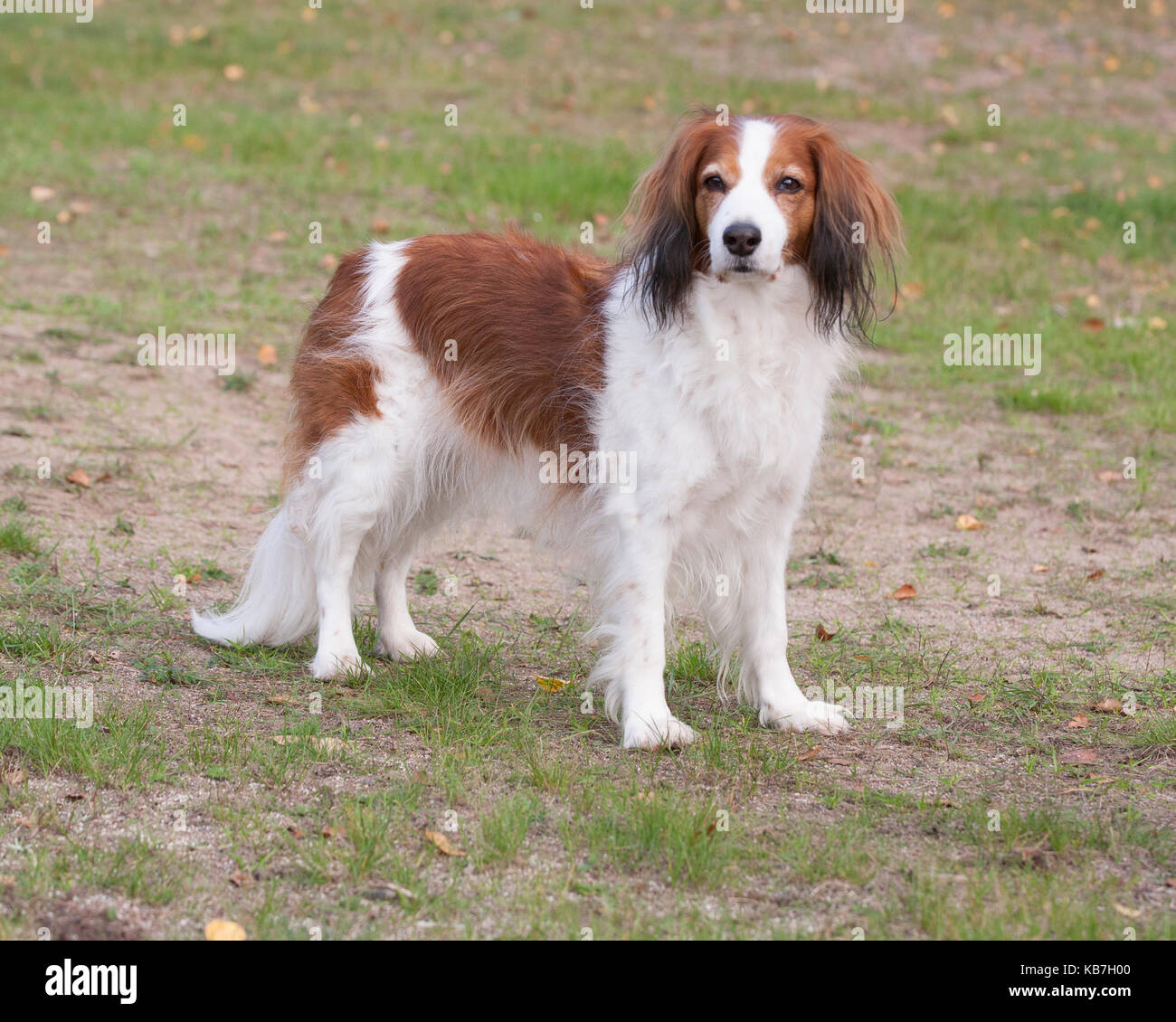 The KOOIKERHONDJE 2017 is a Spaniel type of dog of Dutch ancestry Stock Photo