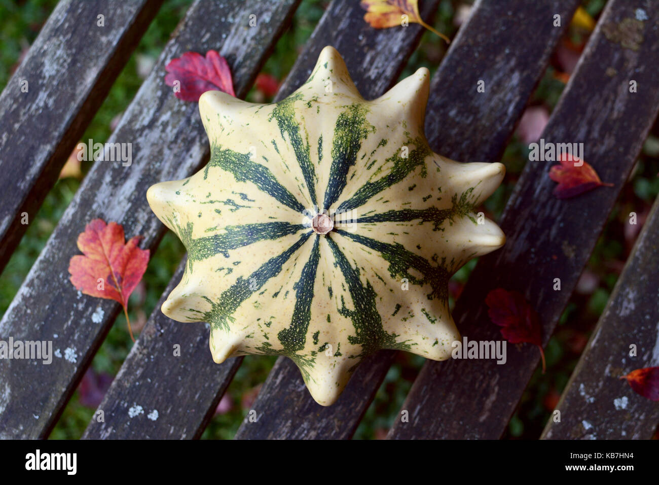 Crown of Thorns ornamental gourd - cream with green stripes - on a weather-beaten wooden bench with red autumn leaves Stock Photo