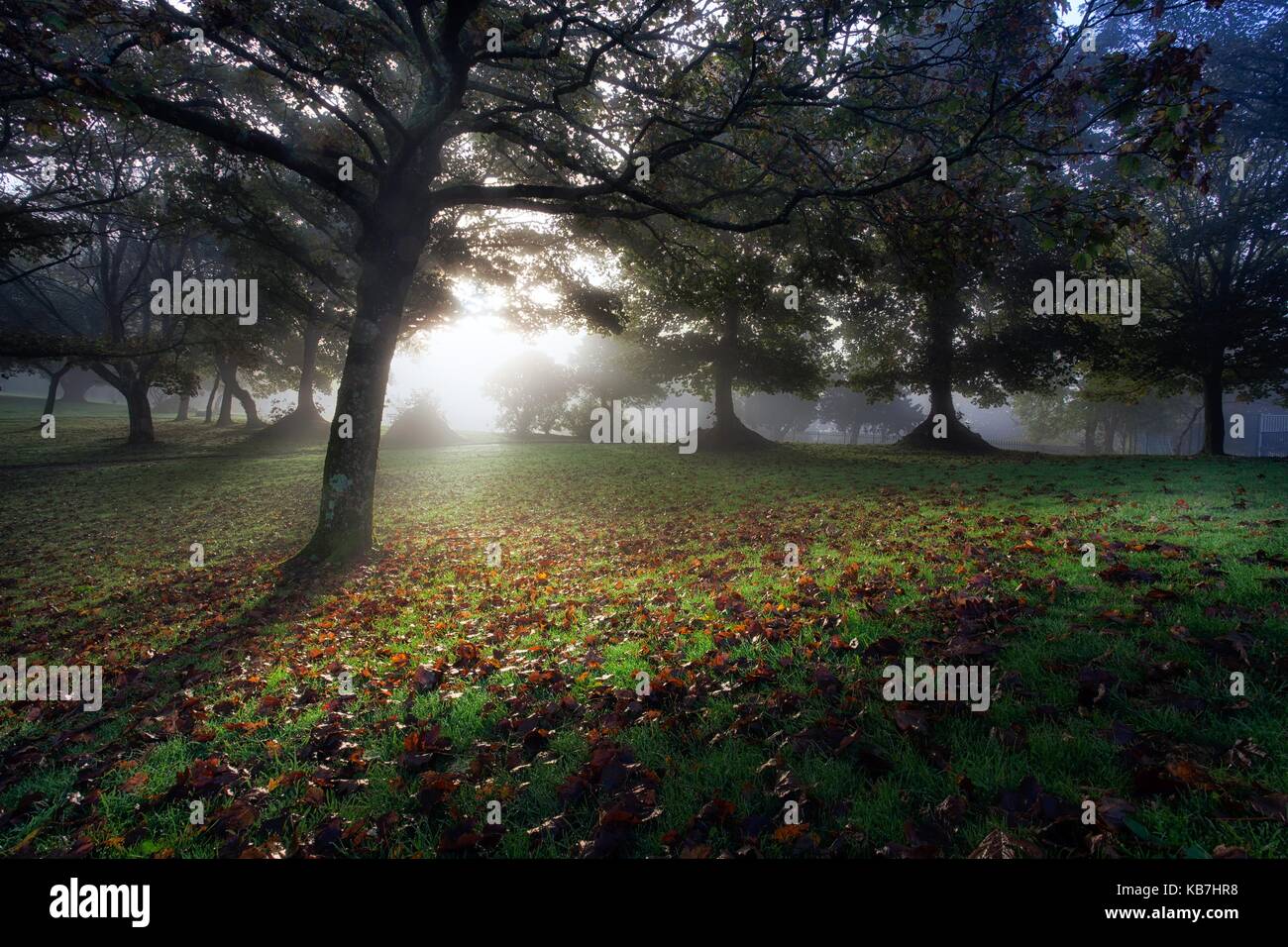 Misty morning at Ravenhill Park Stock Photo