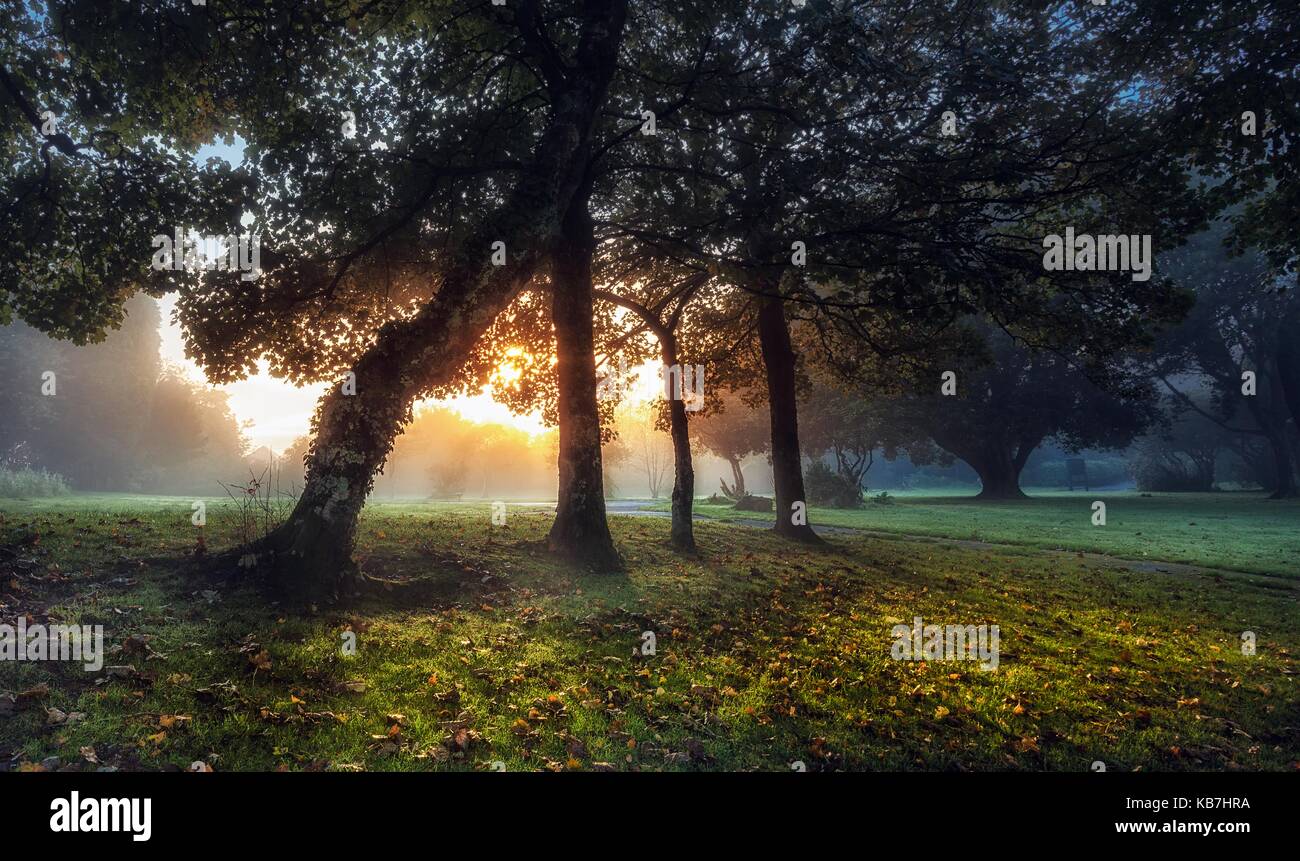 Sunrise at Ravenhill Park Stock Photo