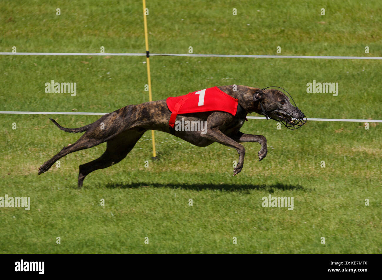 Greyhound racing hires stock photography and images Alamy