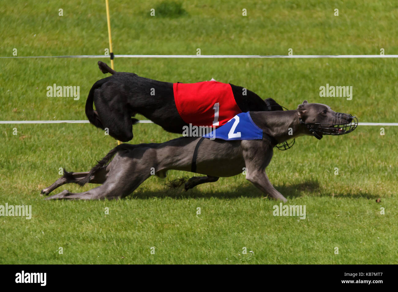 Collision between racing greyhounds Stock Photo