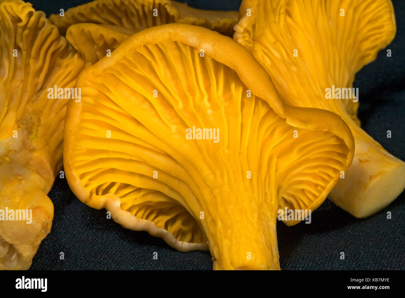 Yellow chanterelle mushrooms Stock Photo Alamy