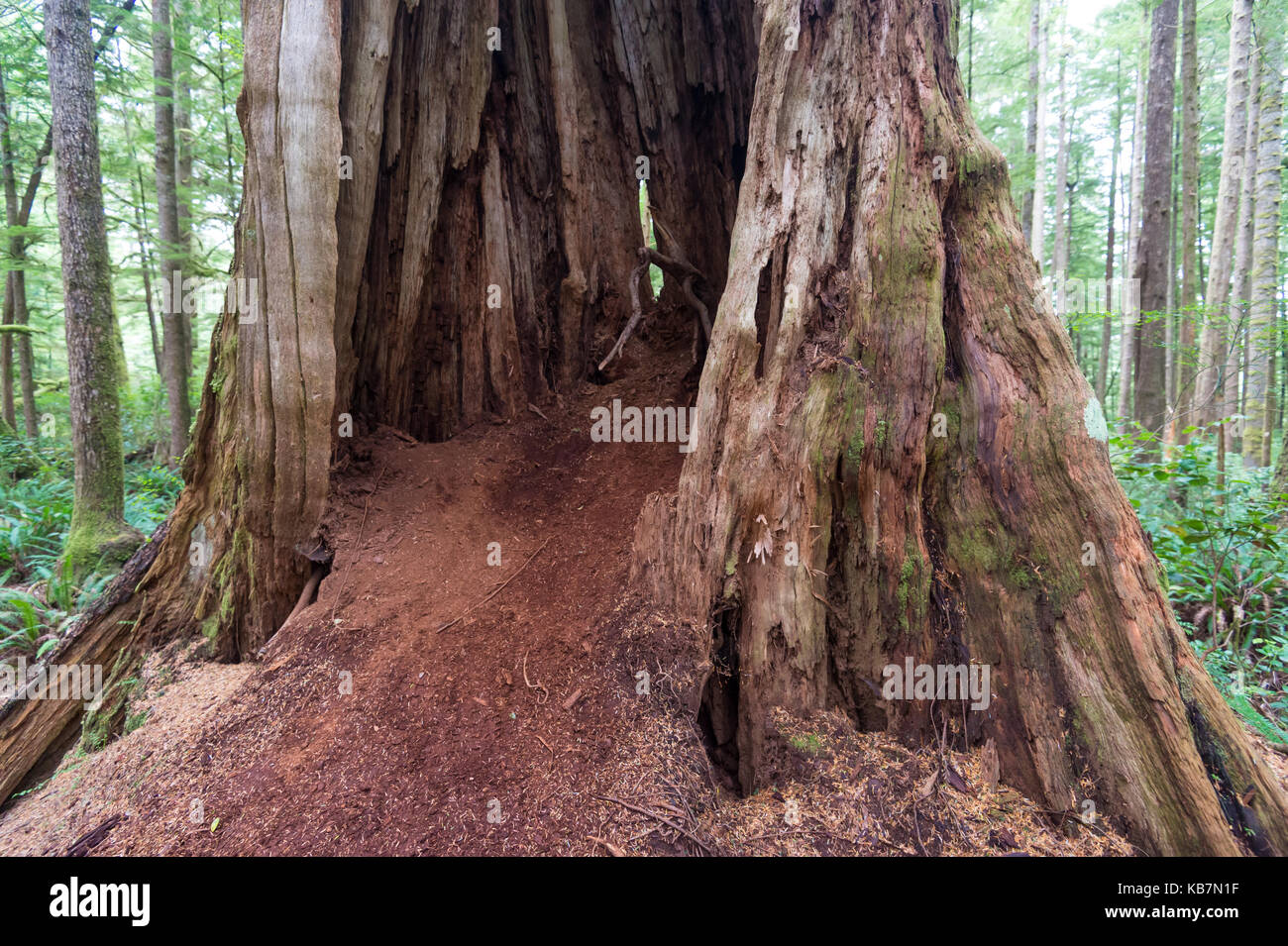 Hollowed out western red cedar hires stock photography and images Alamy