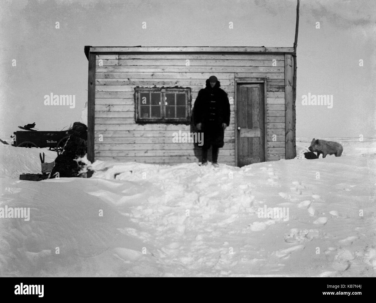 AJAXNETPHOTO. 1903. CANADA, EXACT LOCATION UNKNOWN. - ANNOTATION ON GLASS PLATE 'HAL SHACK'. MAN STOOD OUTSIDE A WOODEN SHACK IN THE SNOW WITH A PIG. PHOTOGRAPHER:UNKNOWN © DIGITAL IMAGE COPYRIGHT AJAX VINTAGE PICTURE LIBRARY SOURCE: AJAX VINTAGE PICTURE LIBRARY COLLECTION REF:AVL 2273 Stock Photo