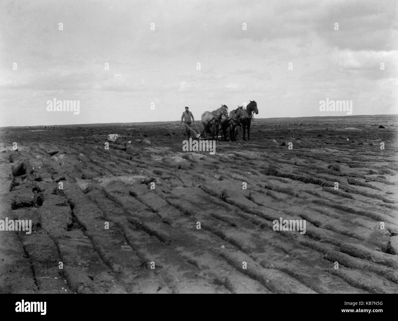 AJAXNETPHOTO. 1903. CANADA, EXACT LOCATION UNKNOWN.  - TURNING THE EARTH - MAN DRIVING A TEAM OF THREE HORSES TOWING A PLOUGH. PHOTOGRAPHER:UNKNOWN © DIGITAL IMAGE COPYRIGHT AJAX VINTAGE PICTURE LIBRARY SOURCE: AJAX VINTAGE PICTURE LIBRARY COLLECTION REF:AVL 2073 Stock Photo