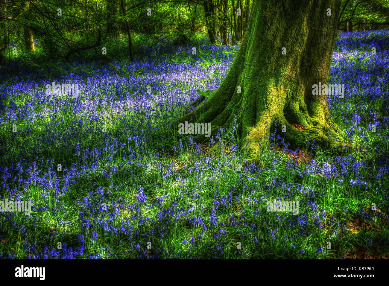 A carpet of bluebells spreads out from a green moss covered tree trunk  Dappled sunlight highlights the vibrant blues and greens on the woodland floor Stock Photo