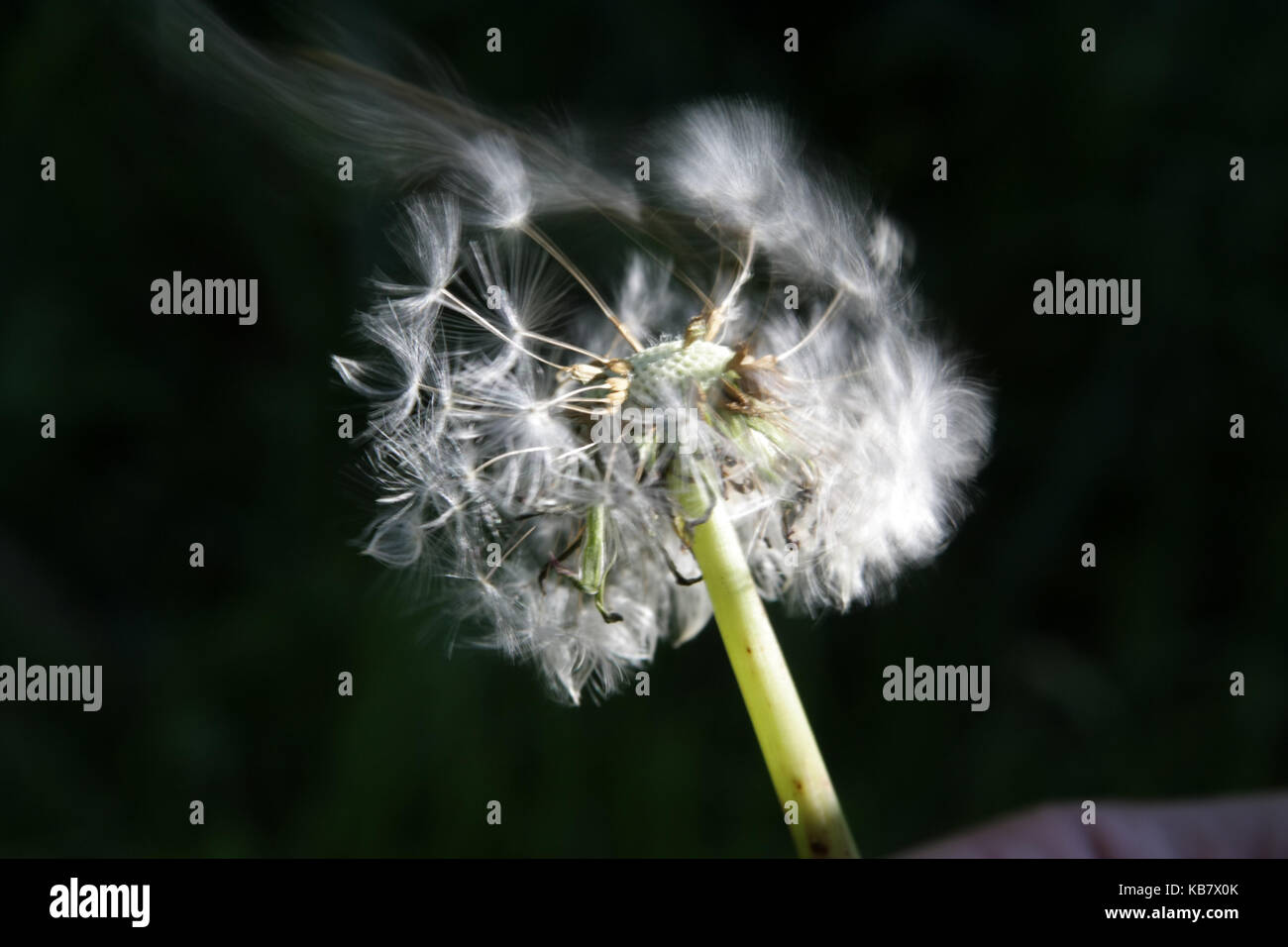 That Gust Of Wind Hi res Stock Photography And Images Alamy