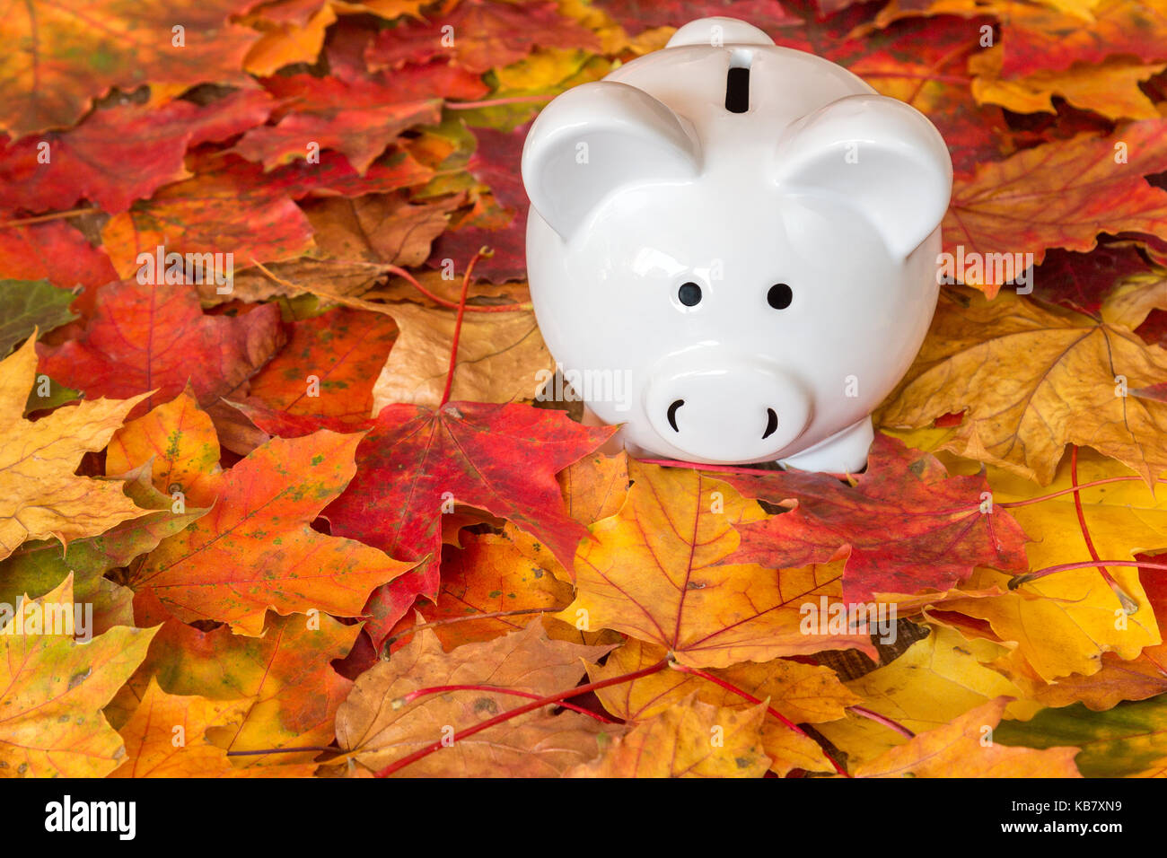 White ceramic piggy bank with autumn foliage Stock Photo - Alamy