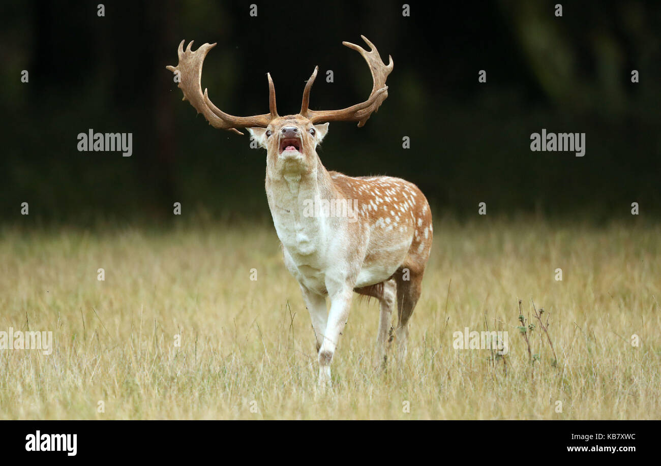 A braying deer in Dublins Phoenix park as the rutting seasons begins. Stock Photo