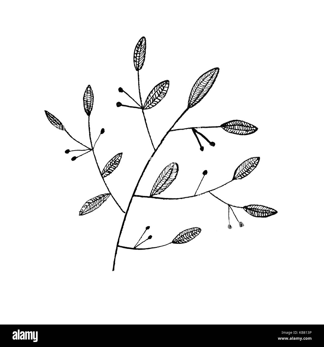 Ink drawing of floral pattern, autumn leaves, small berries on branch Stock Photo