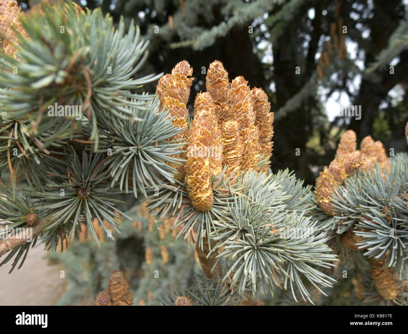 Cedrus atlantica Glauca Group Stock Photo