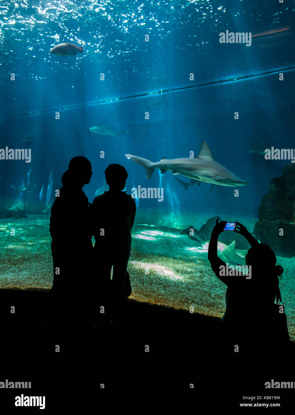 GENOA, ITALY - JUNE 2, 2015: Unidentified people at Genoa aquarium. The Aquarium of Genoa is the largest aquarium in Italy and among the largest in Eu Stock Photo