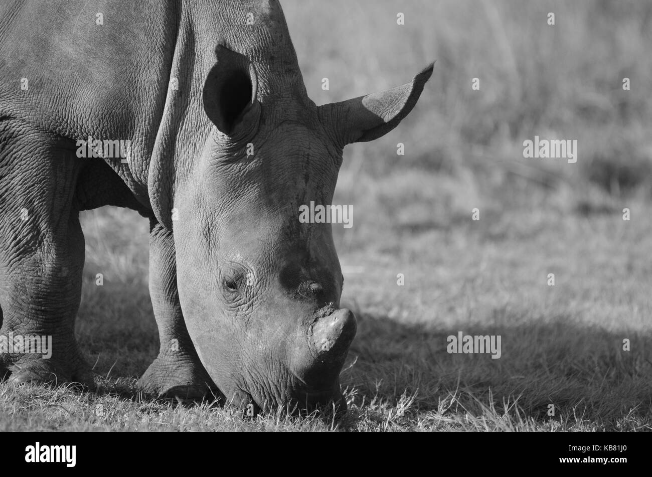 Black and white portrait of a White Rhino calf eating - South Africa Stock Photo