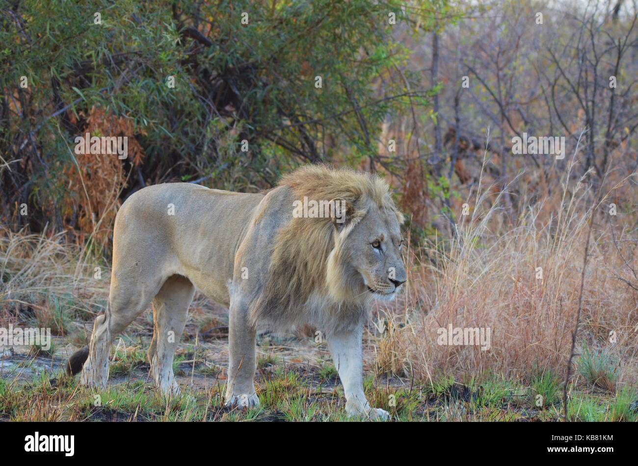 A large African male Lion walking down to a river to drink water at Pilanesberg National Park - South Africa Stock Photo