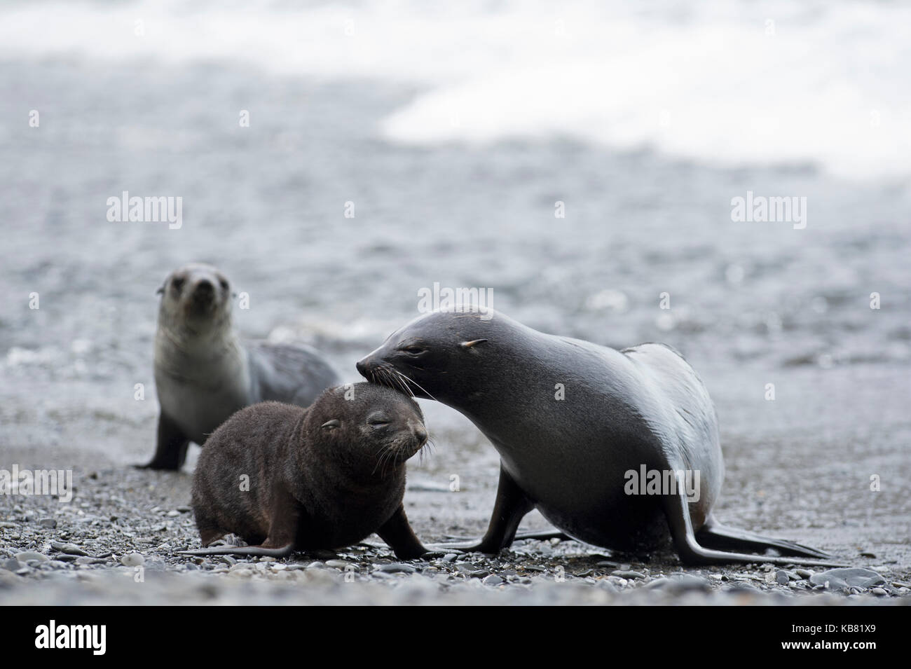 Young Antarctic Fur Seal Arctocephalus gazella St Andrews Bay South Georgia January Stock Photo