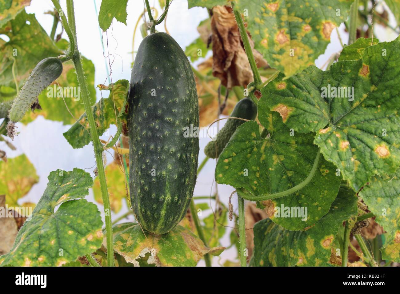 A large ripe green cucumber growing in the greenhouse among the foliage. Stock Photo