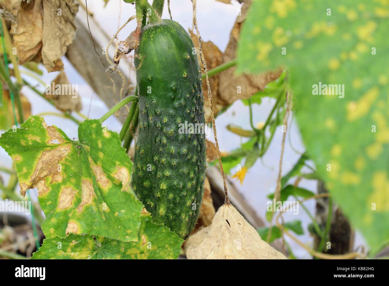A large ripe green cucumber growing in the greenhouse among the foliage. Stock Photo