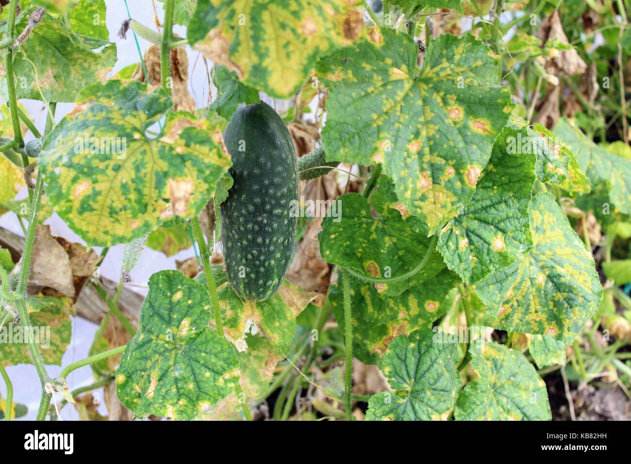 A large ripe green cucumber growing in the greenhouse among the foliage. Stock Photo