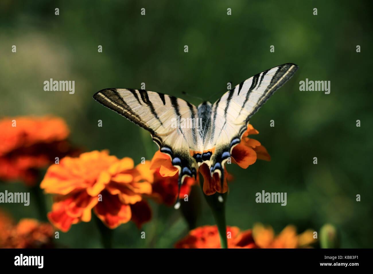 Beautiful Tiger Swallowtail Butterfly on a Marigold flower Stock Photo