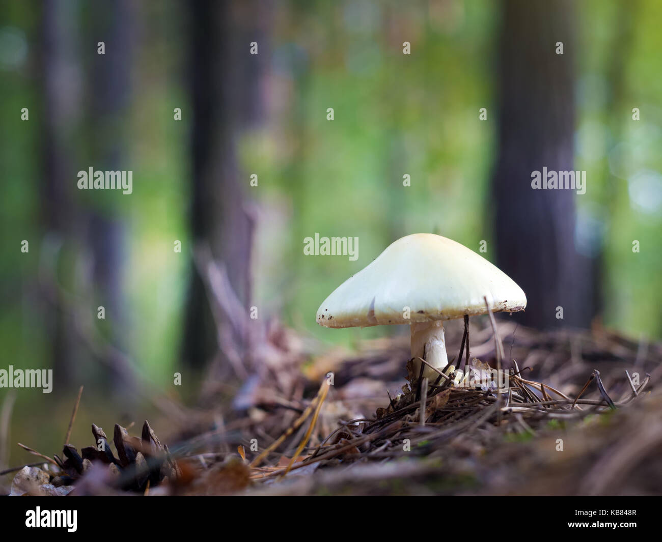 mushroom in the autumn forest among fallen leaves Stock Photo