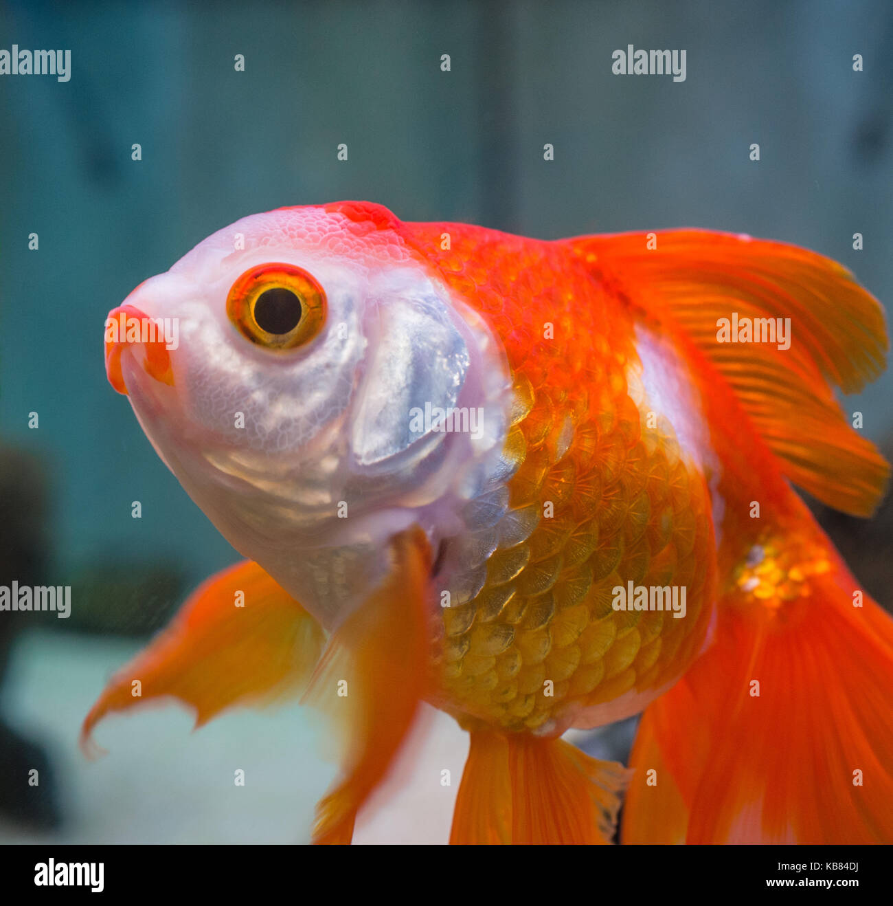 Fancy goldfish, Sarasa oranda male Stock Photo