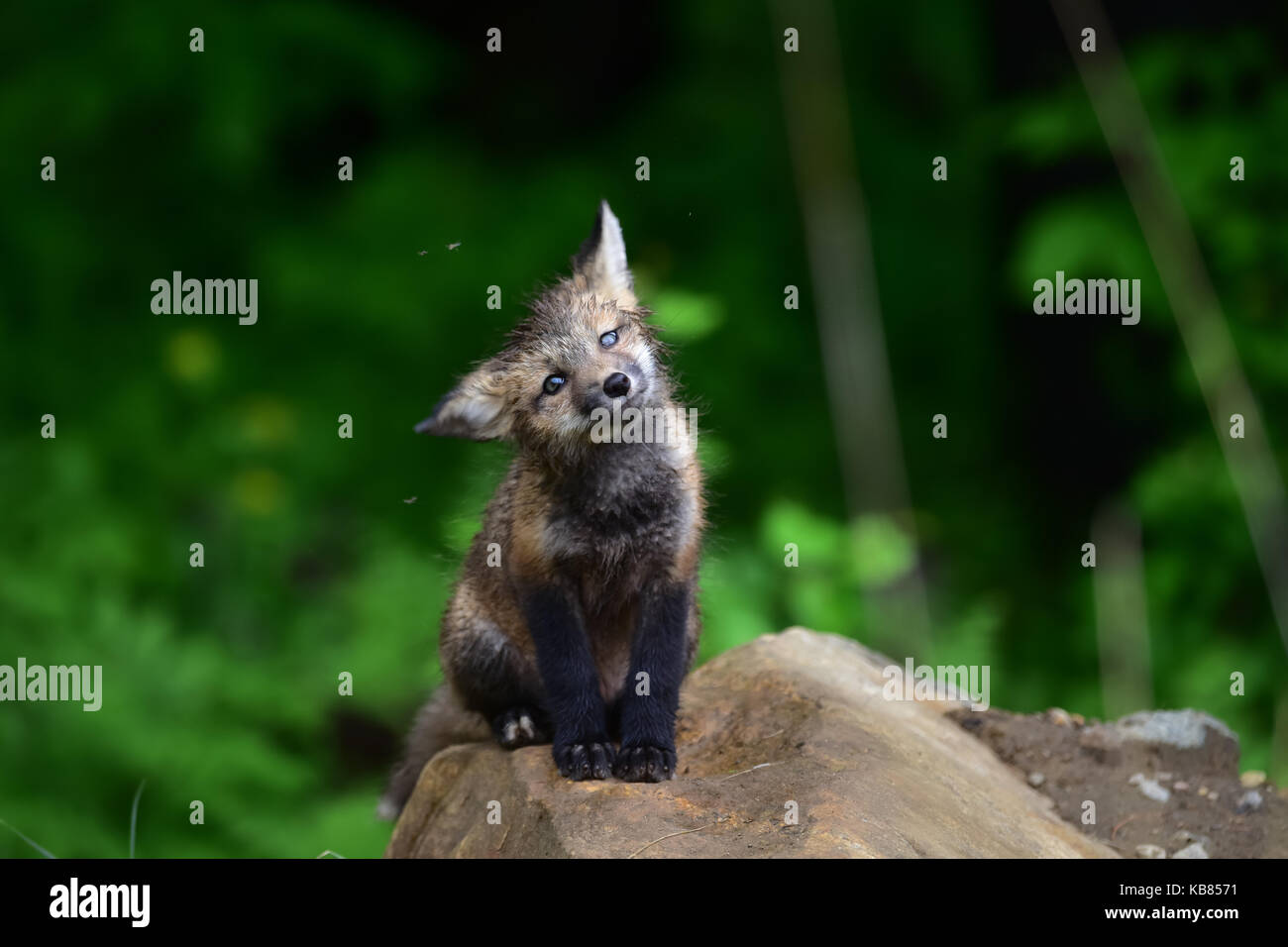 Wet red fox kit (Vulpes vulpes) sitting on a rock shaking his head. Stock Photo