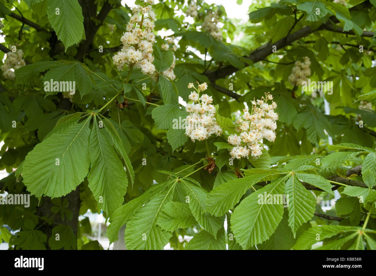 Flowering Horse Chestnut Tree Stock Photo - Alamy