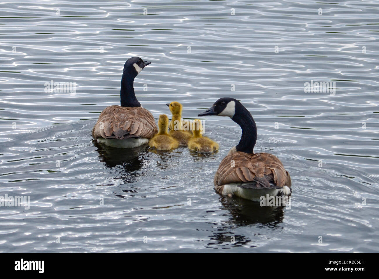 A pair of Canada geese swimming on an Adirondack pond with their goslings. Stock Photo