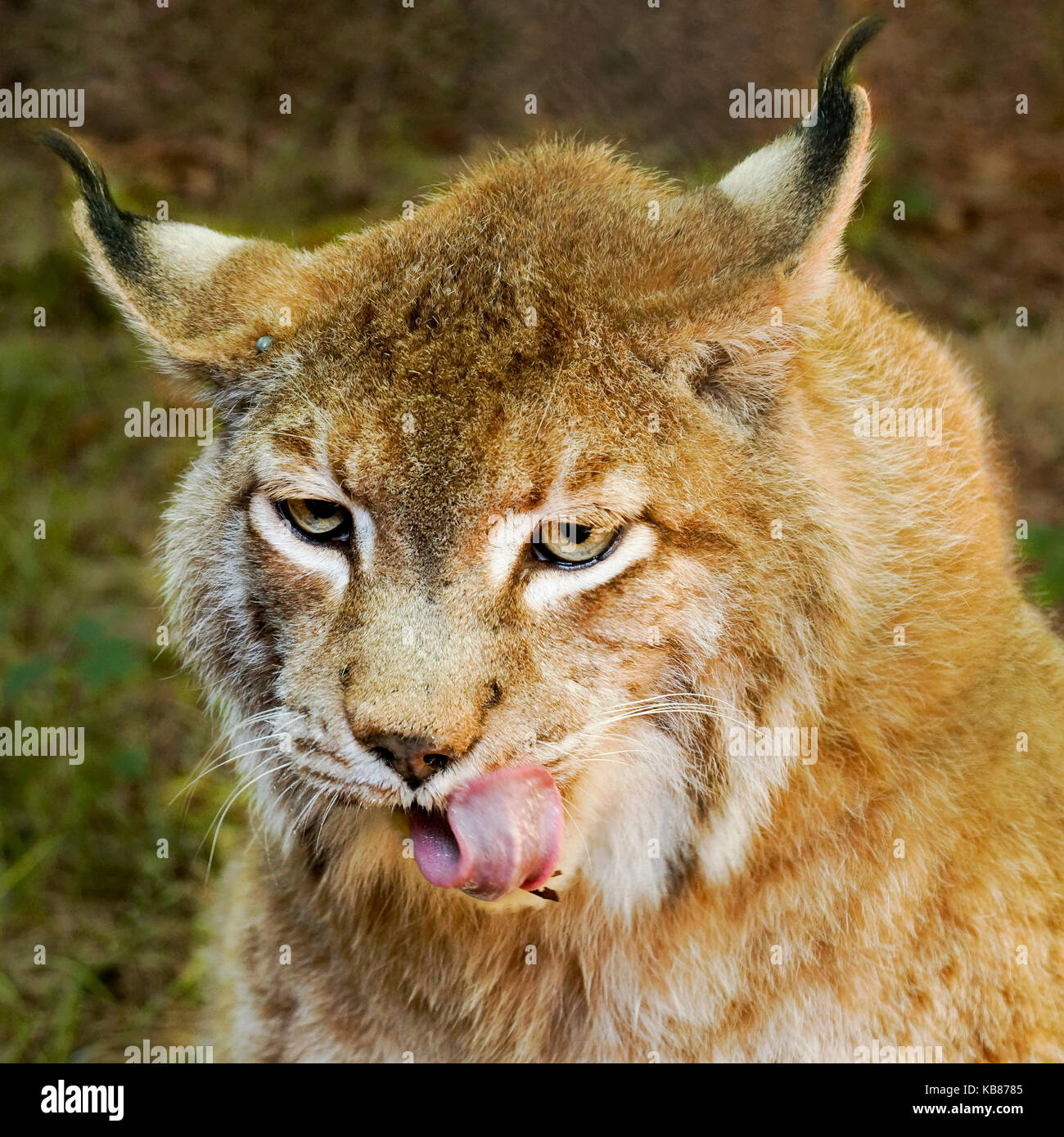 Fluffy Lynx Stock Photos & Fluffy Lynx Stock Images Alamy