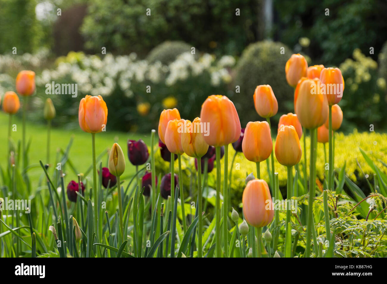 Orange tulips in a garden Stock Photo - Alamy