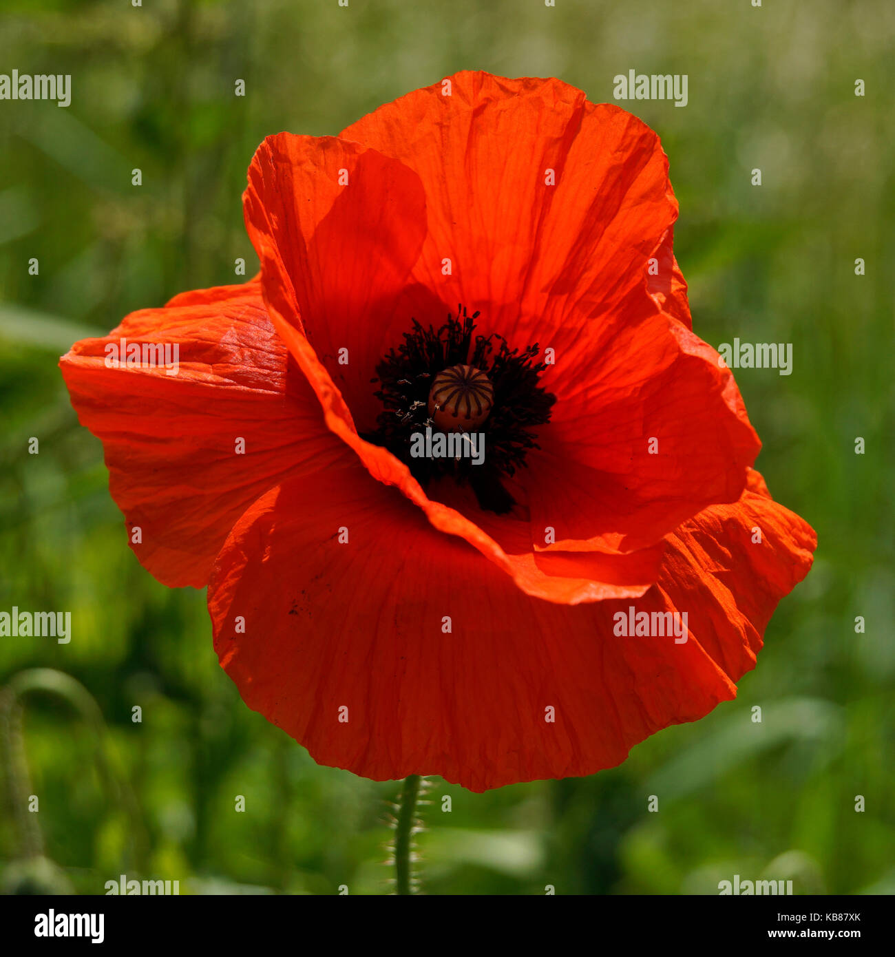Wildflower alone hi-res stock photography and images - Alamy