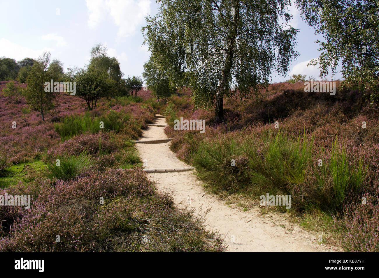 The Posbank is a nature reserve on the edge of a heathery moraine Stock Photo