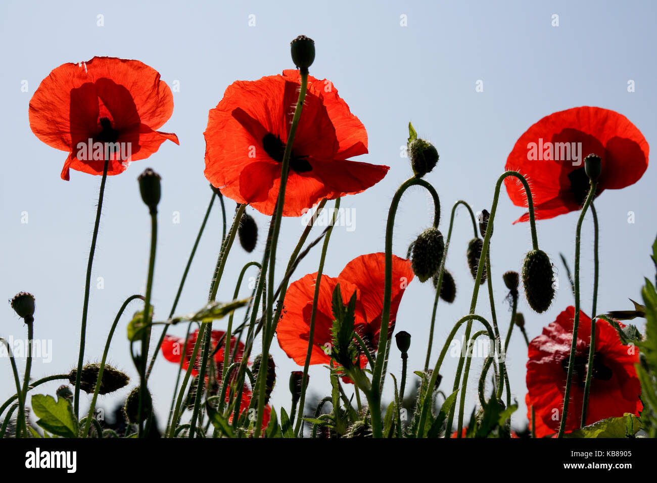 Blue poppies close up hi-res stock photography and images - Alamy