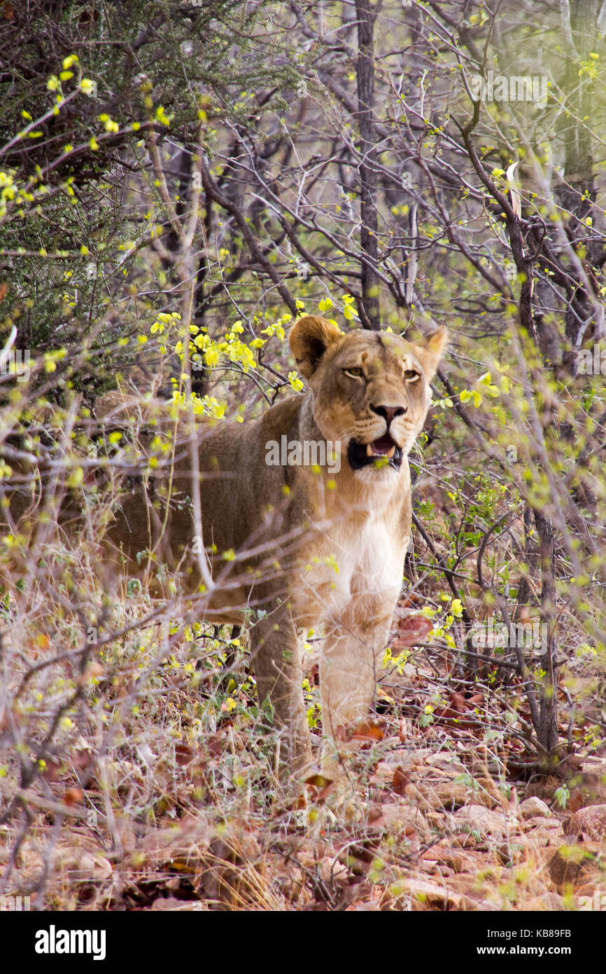 Lion Standing In The Bush High Resolution Stock Photography and Images ...