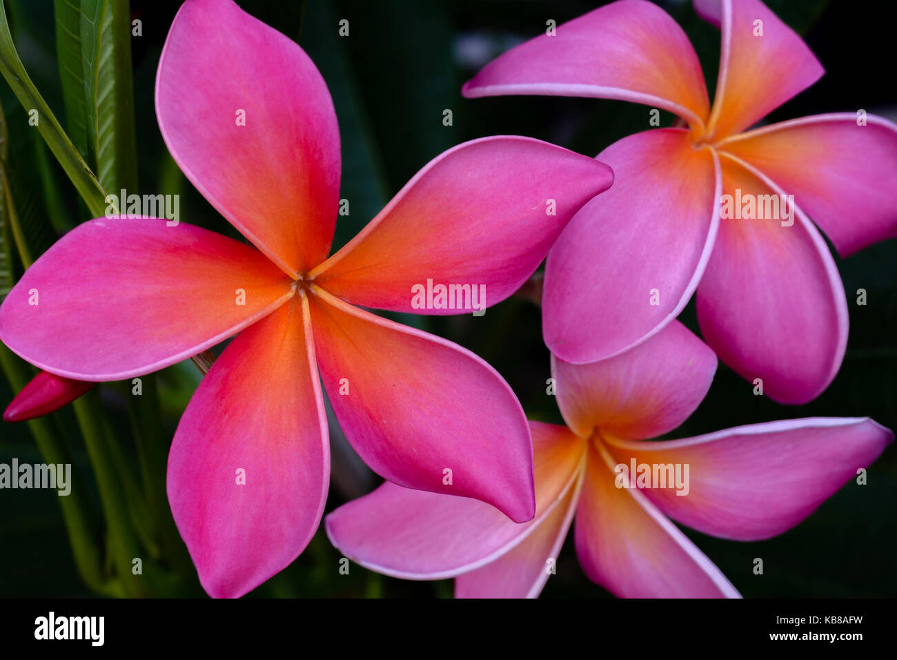Pink Plumeria flowers in full bloom in Southern California Stock Photo