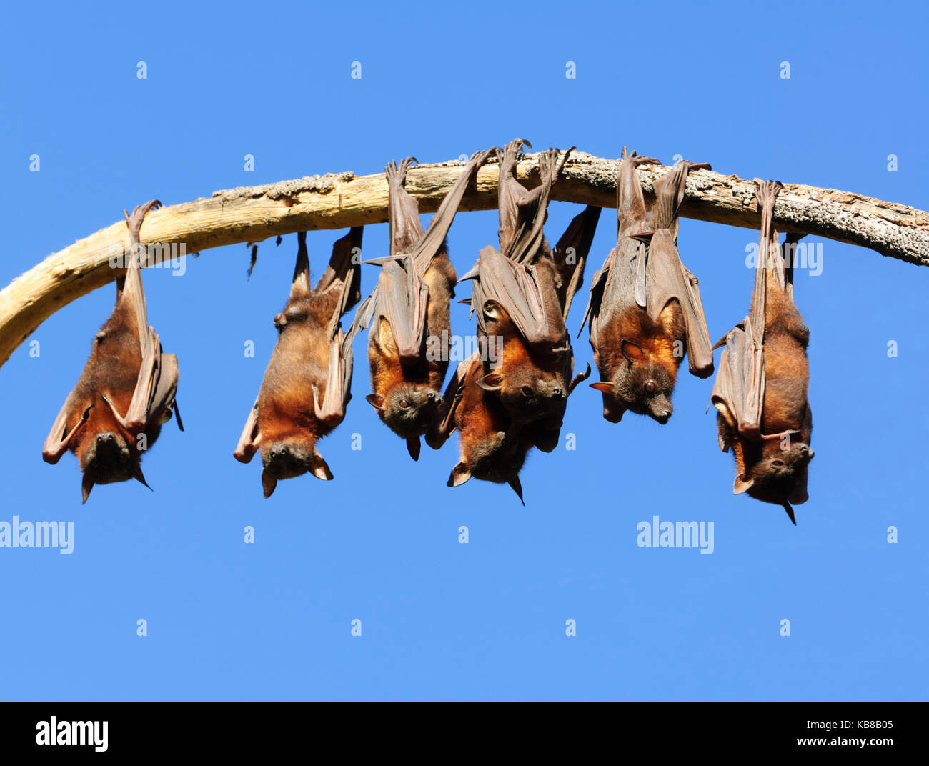 Little Red Flying Foxes (Pteropus scapulatus) roosting in Lissner Park in Charters Towers are a pest and a health hazard. Queensland, QLD, Australia Stock Photo