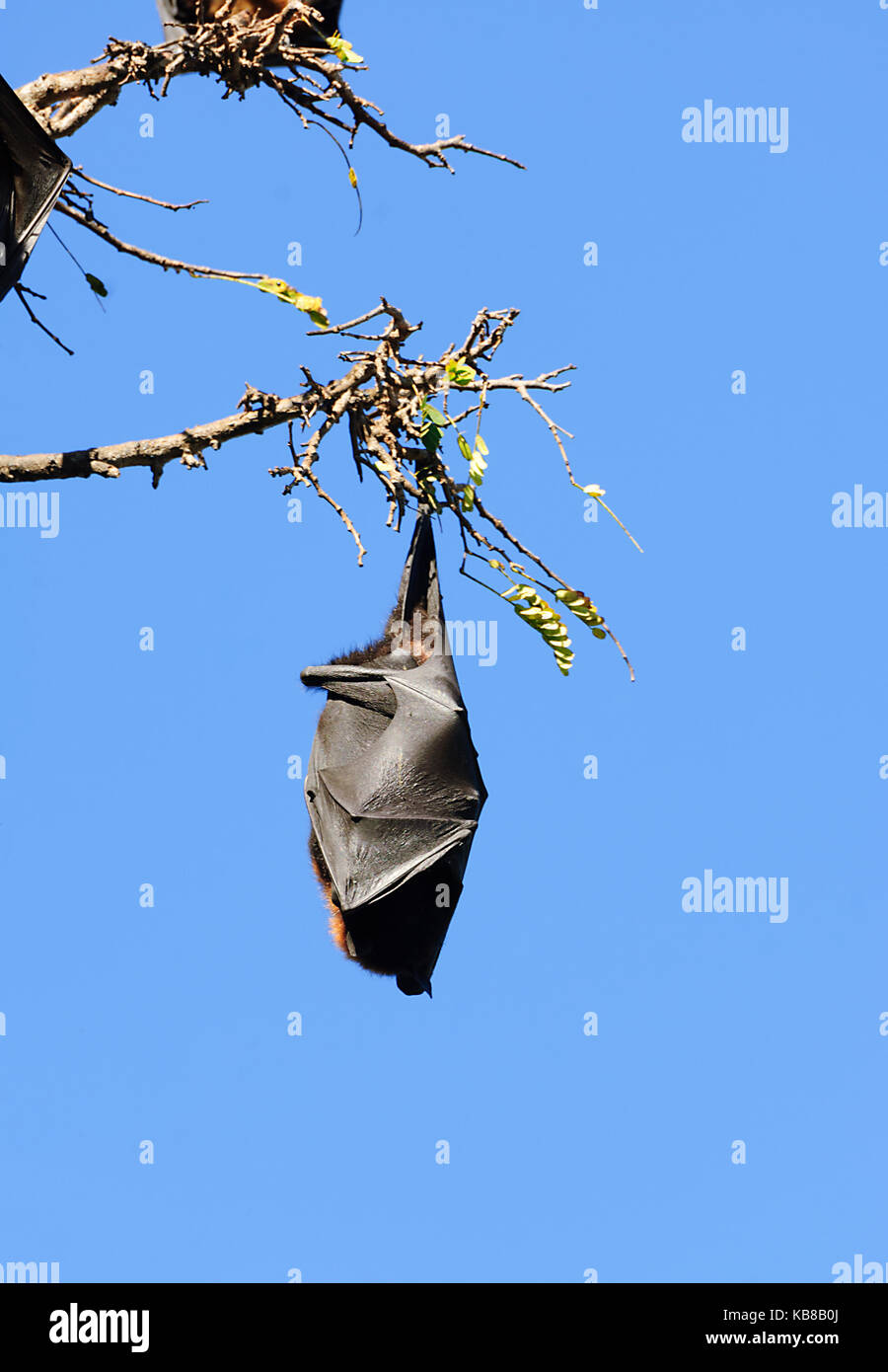 Black Flying Fox (Pteropus alecto) roosting in Lissner Park in Charters Towers are a pest and a health hazard. Queensland, QLD, Australia Stock Photo