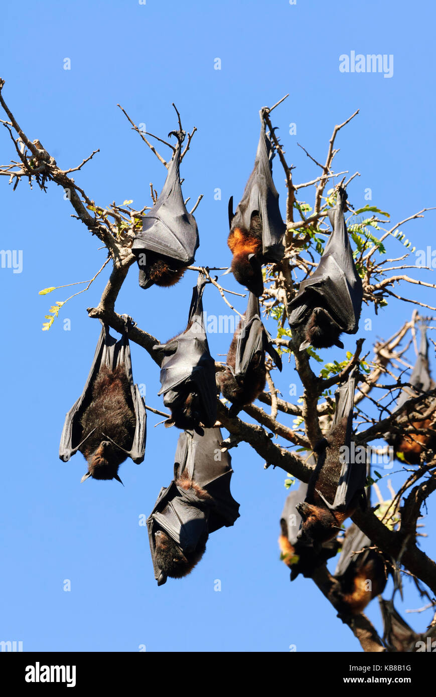 A colony of Black Flying Foxes (Pteropus alecto) roosting in Lissner Park in Charters Towers. They are a pest and a health hazard there. Queensland, Q Stock Photo