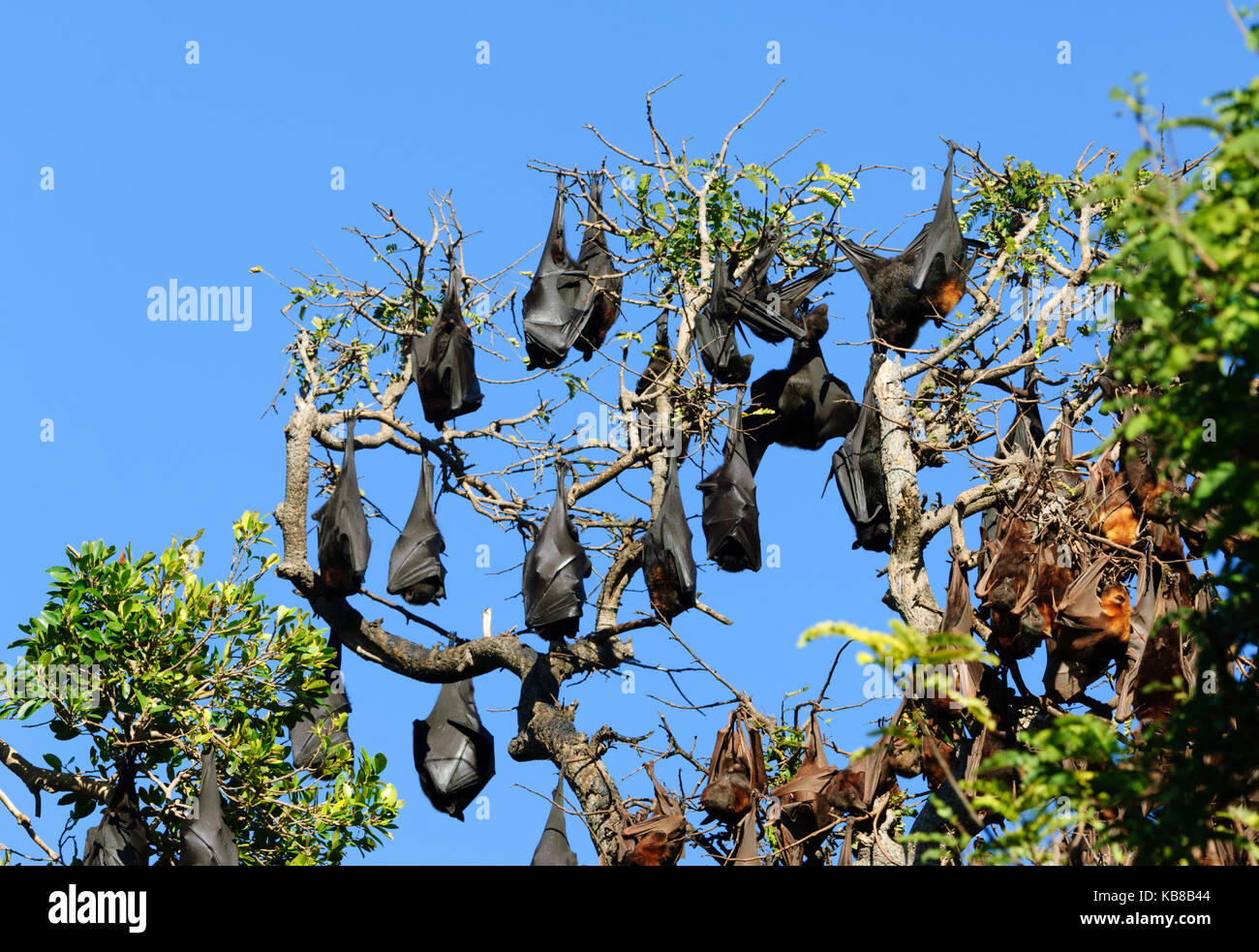 A mixed colony of Black Flying Foxes (Pteropus alecto) and Little Red Flying Foxes (Pteropus scapulatus) roosting in Lissner Park in Charters Towers, Stock Photo