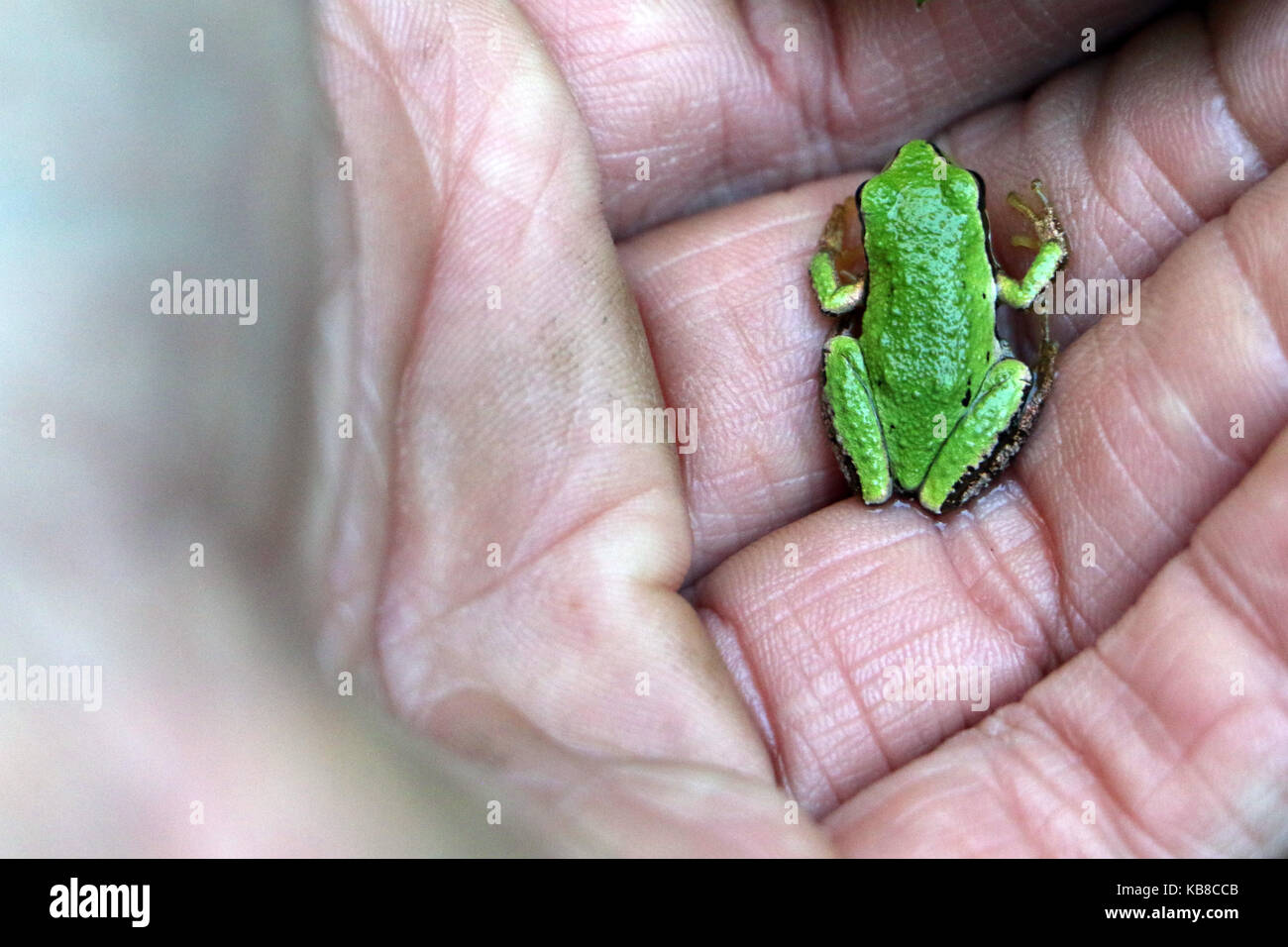 tiny frog in a man's hand Stock Photo