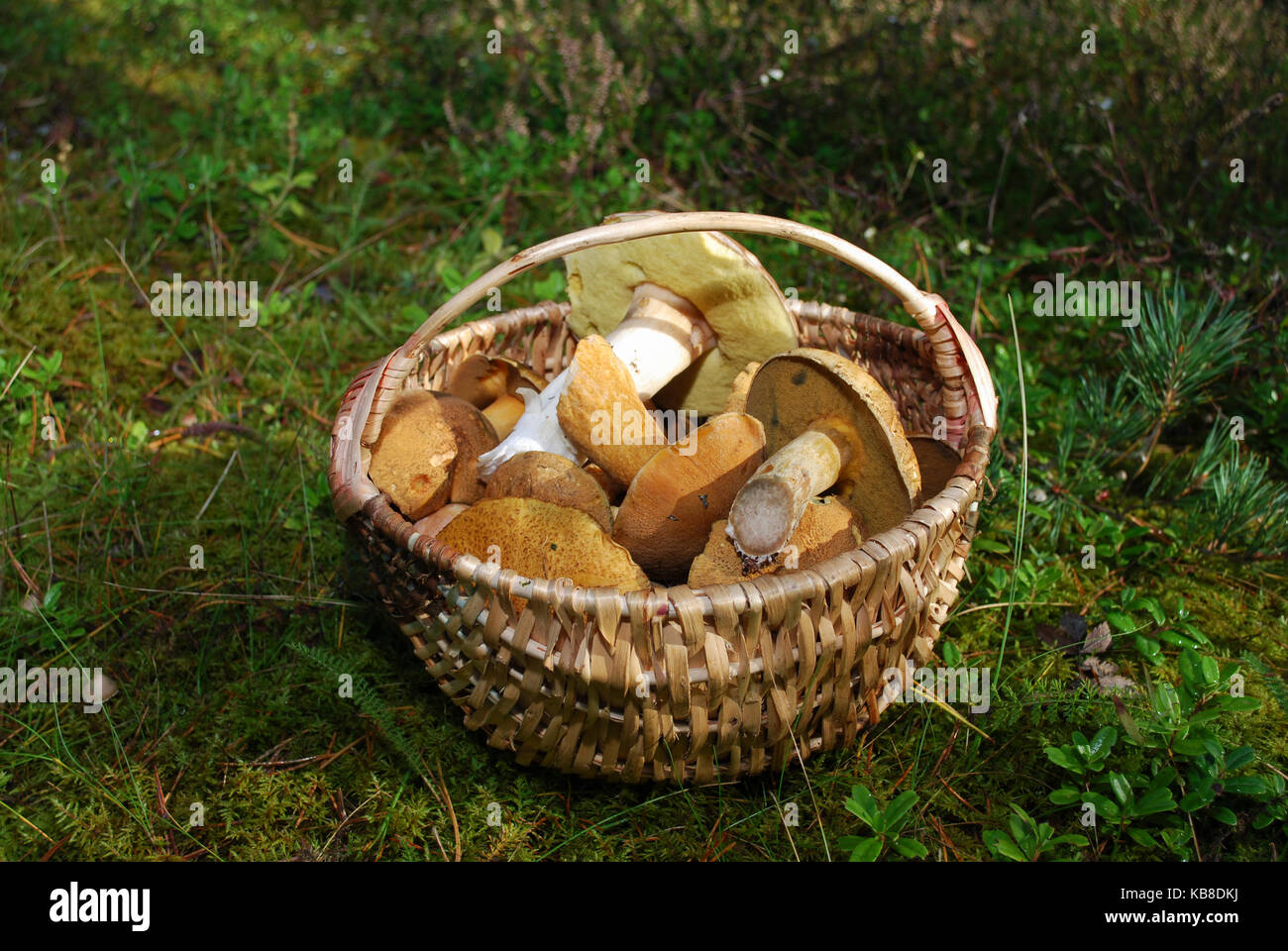 Boletus edulis (English: penny bun, cep, porcini) and Suillus variegatus (velvet bolete or variegated bolete) are in a wicker basket. Stock Photo