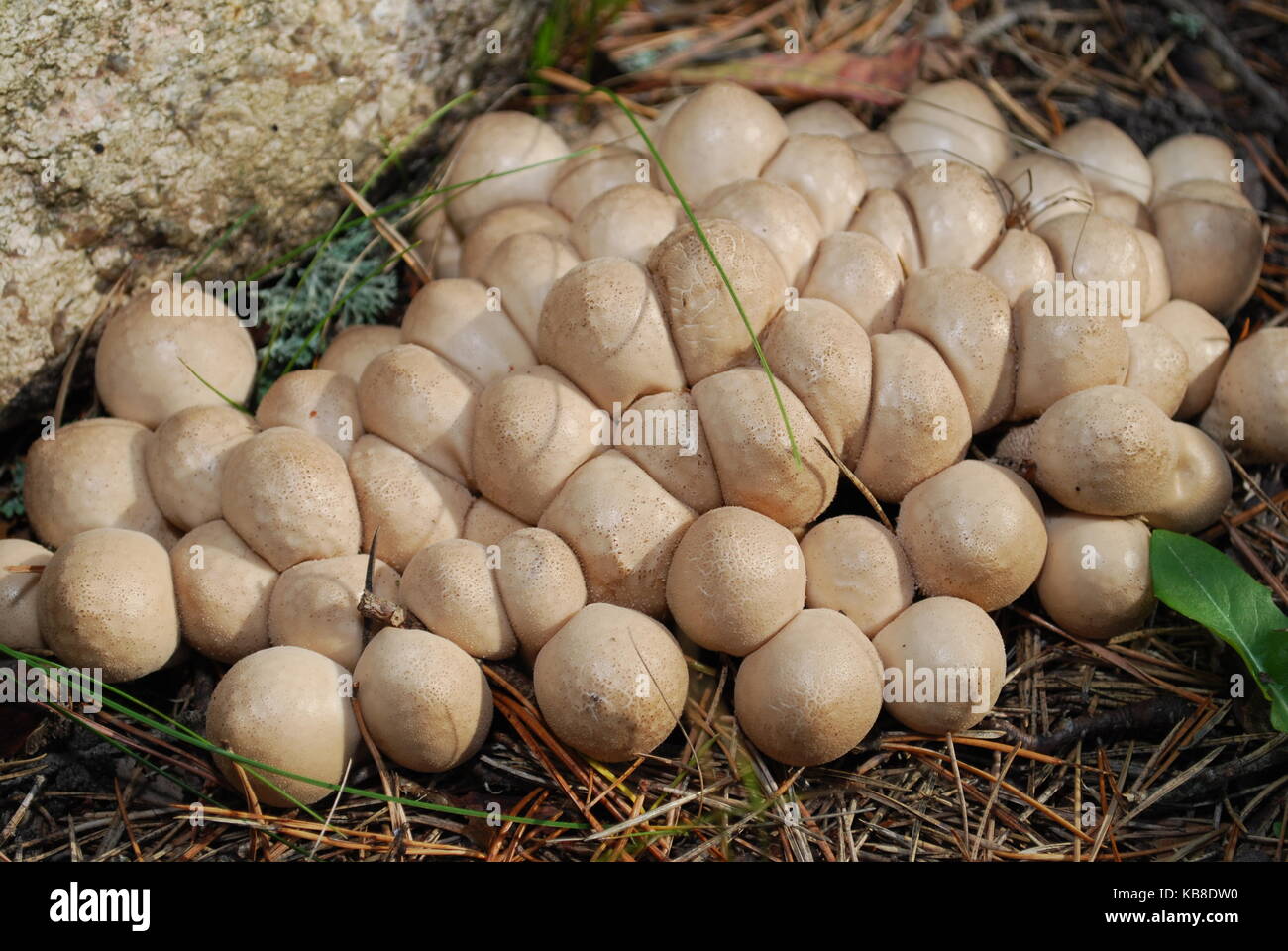 Lycoperdon pyriforme, commonly known as the pear-shaped puffball or stump puffball, is a saprobic fungus present throughout much of the world. Stock Photo